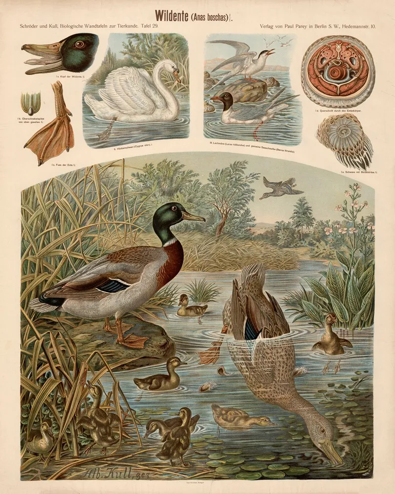 Wild Duck Anas Boschas by Albert Kull - Canvas Print