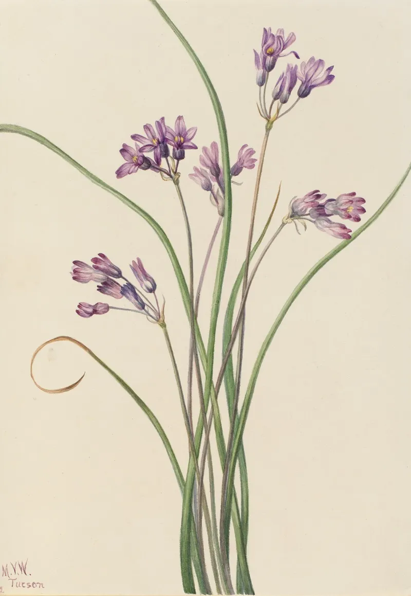 Wild Hyacinth Brodiaea Pulchella