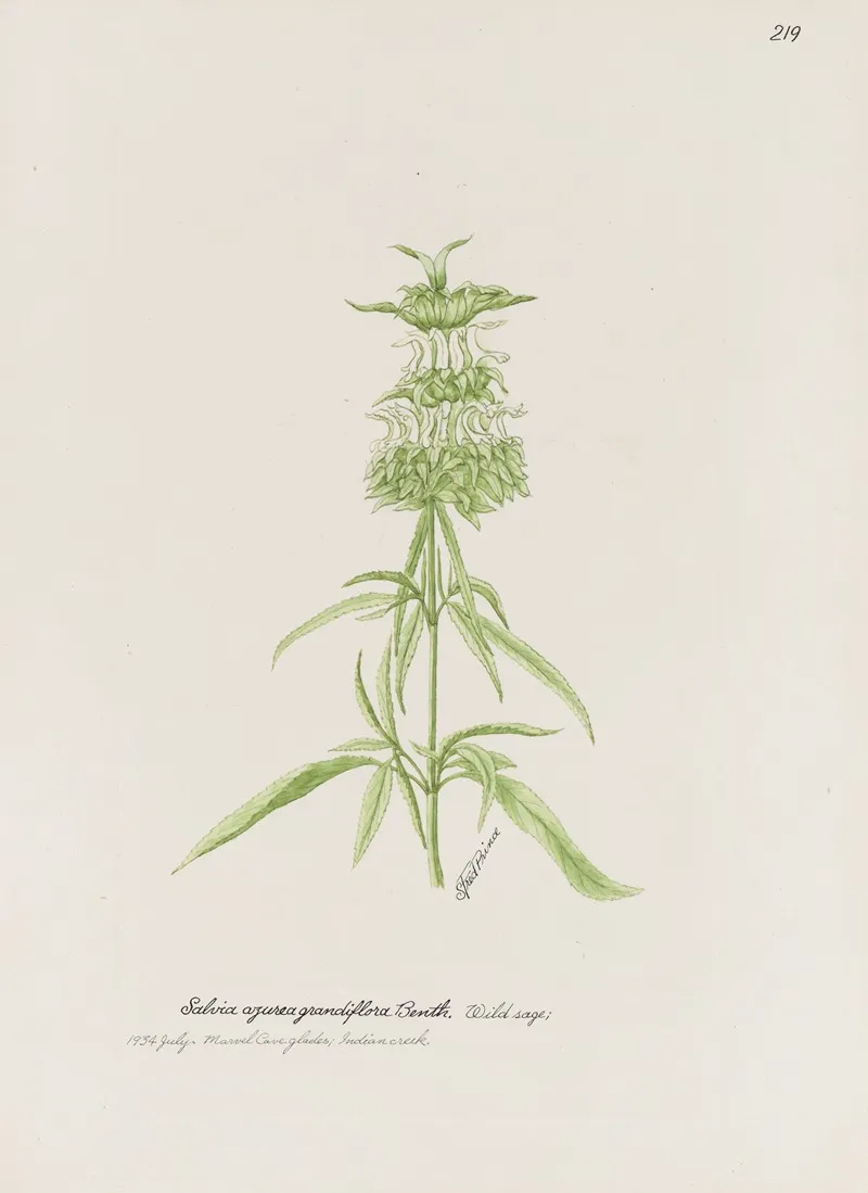 Wild Sage by S. Fred Prince - Canvas Print