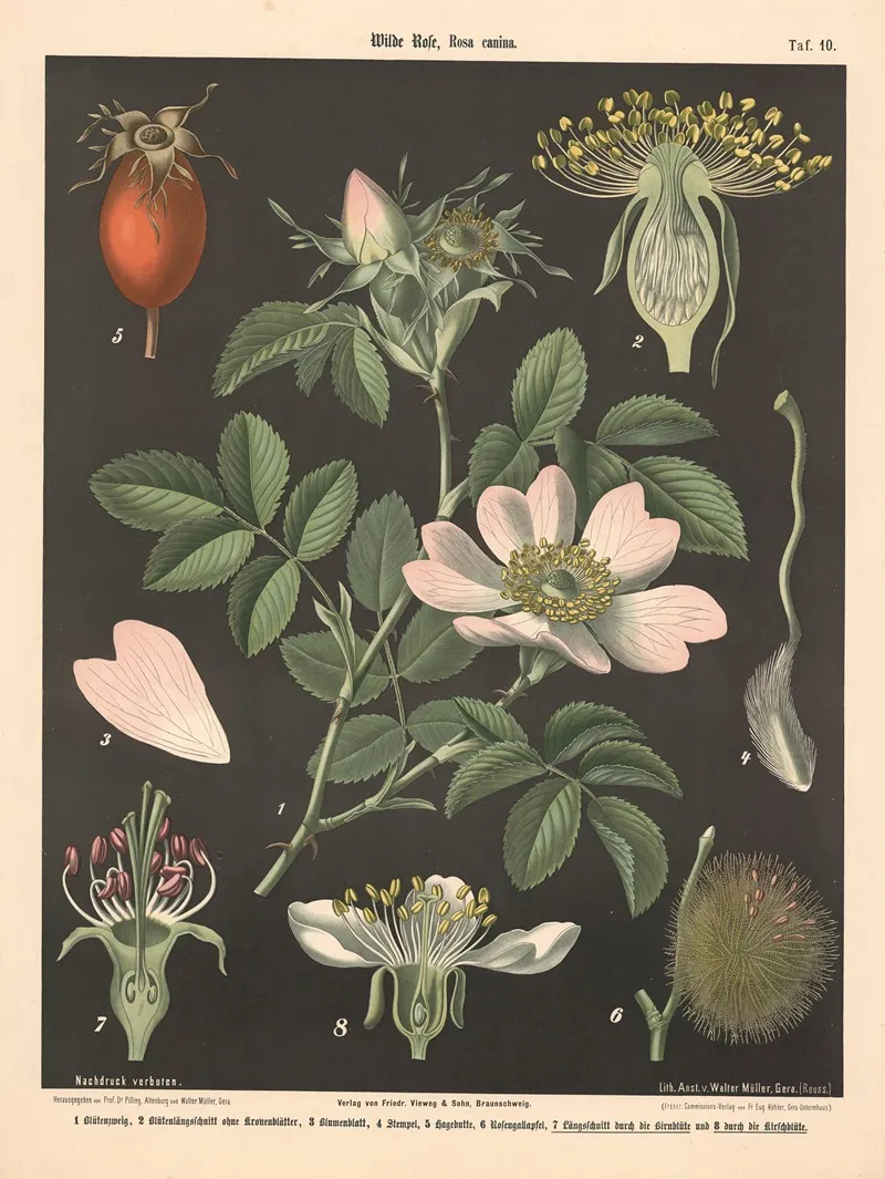 Wilde Pose Rosa Canina