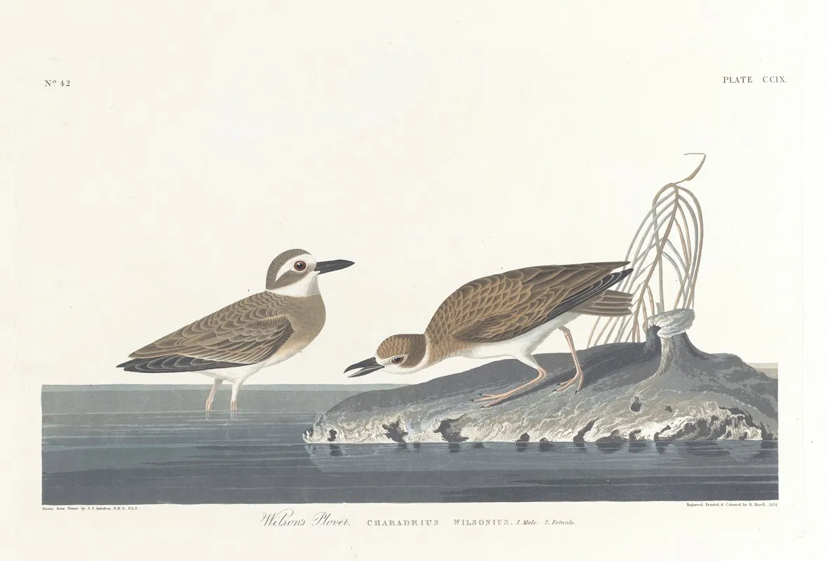 Wilsons Plover by John James Audubon - Canvas Print