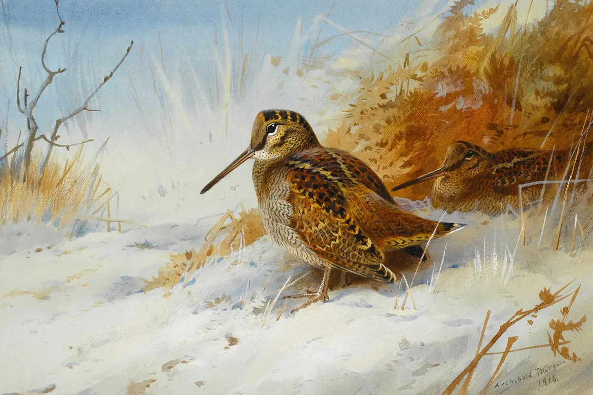 Winter Woodcock by Archibald Thorburn - Canvas Print