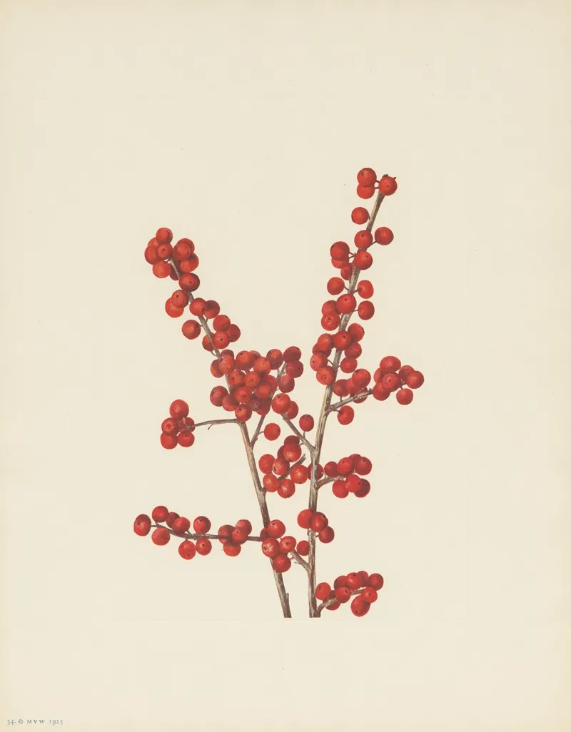 Winterberry Ilex Verticillata 3