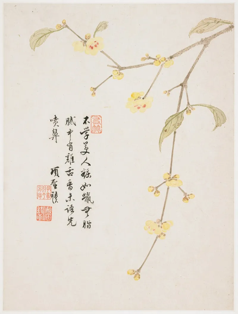 Wintersweet Blossom