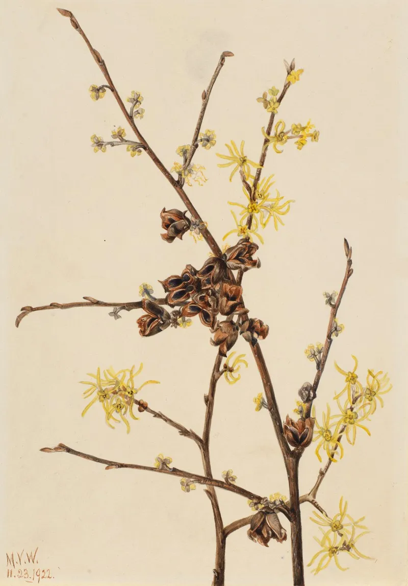 Witch Hazel Hamamelis Virginiana 2