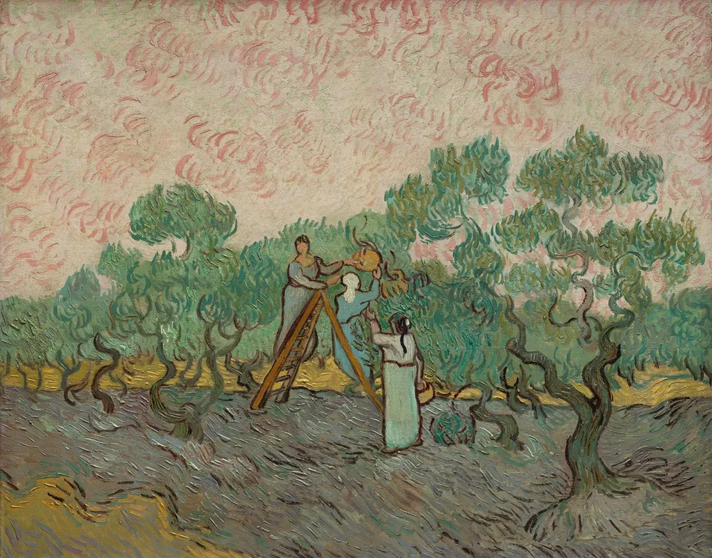 Women Picking Olives by Vincent van Gogh - Canvas Print