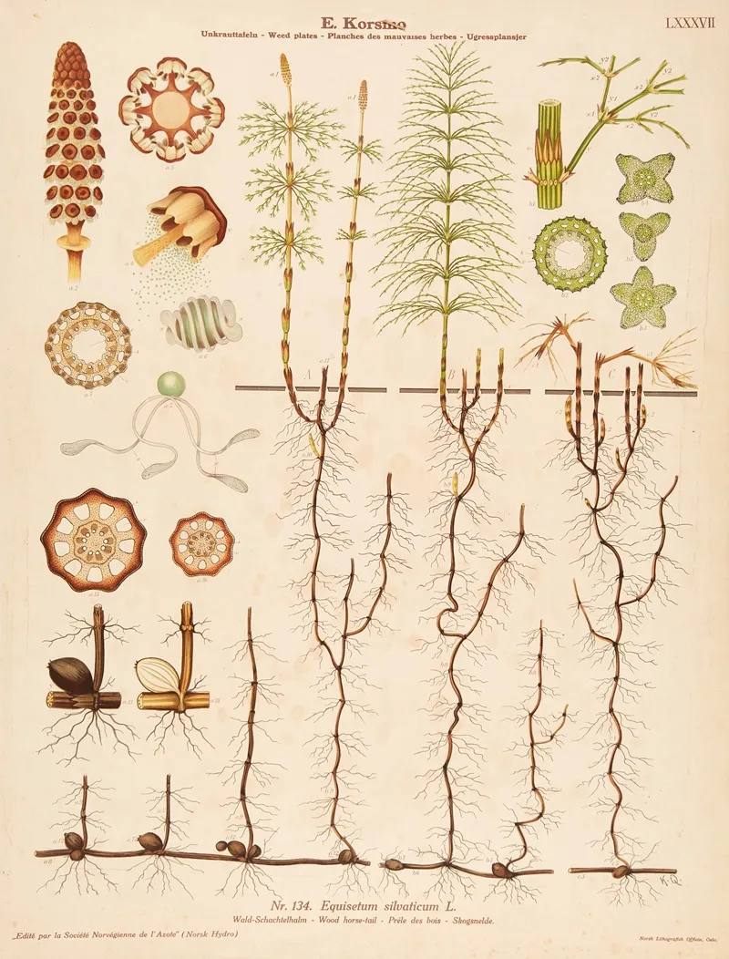 Wood Horse Tail by Knut Quelprud - Canvas Print