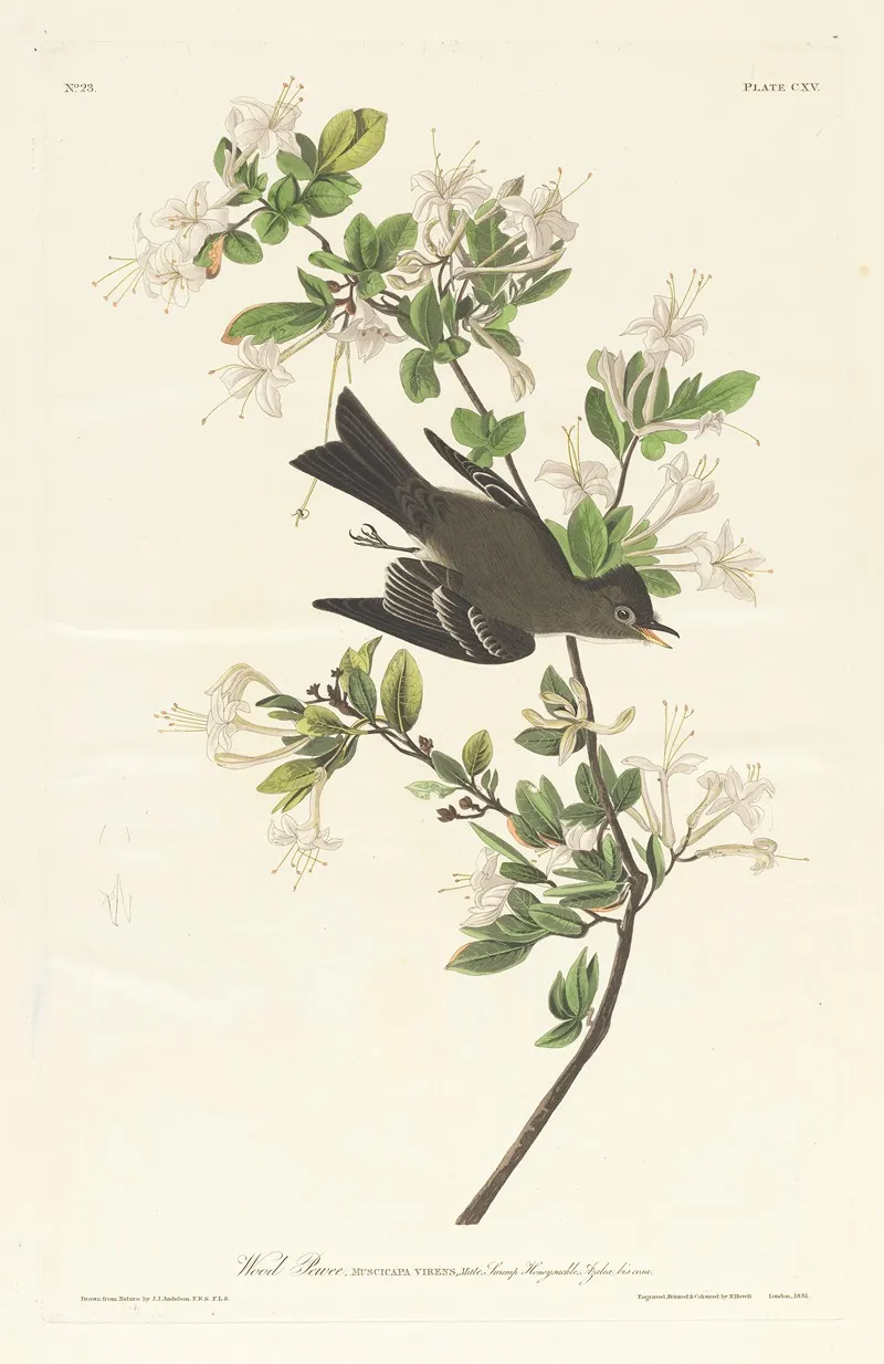 Wood Pewee 2 by John James Audubon - Canvas Print