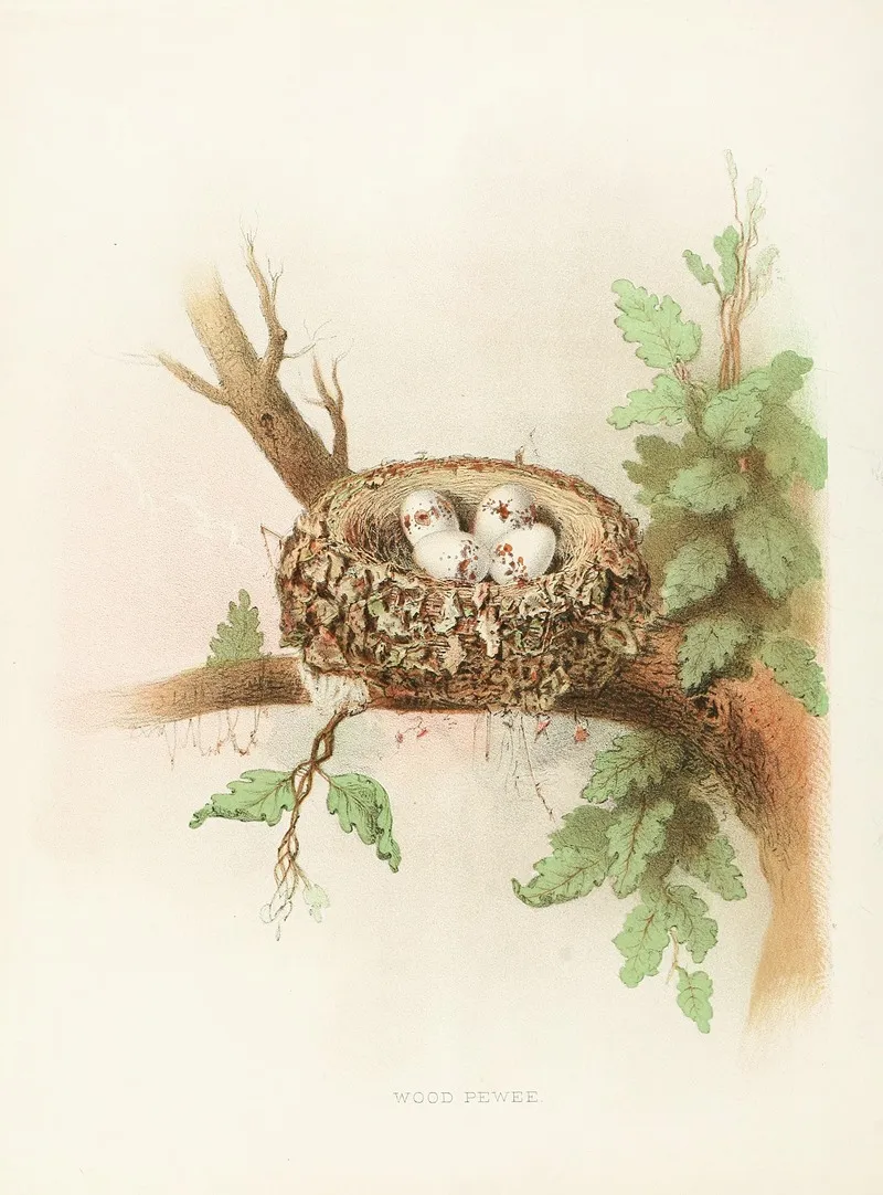 Wood Pewee by Edwin L. Sheppard - Canvas Print