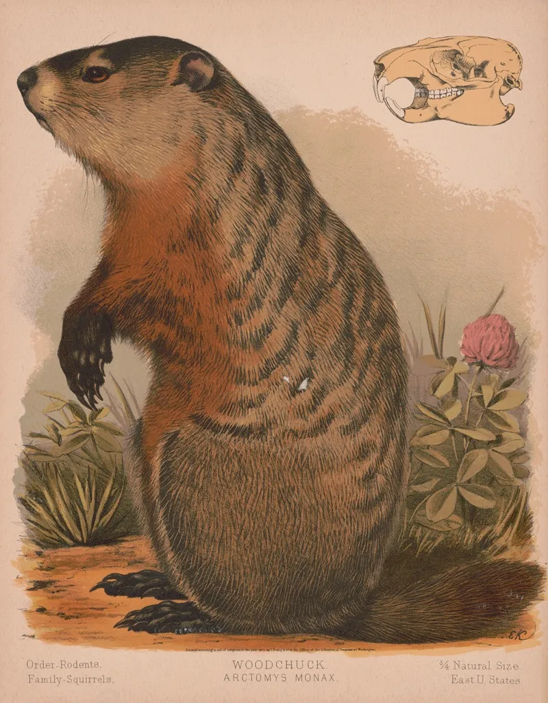 Woodchuck Arctomys Monax