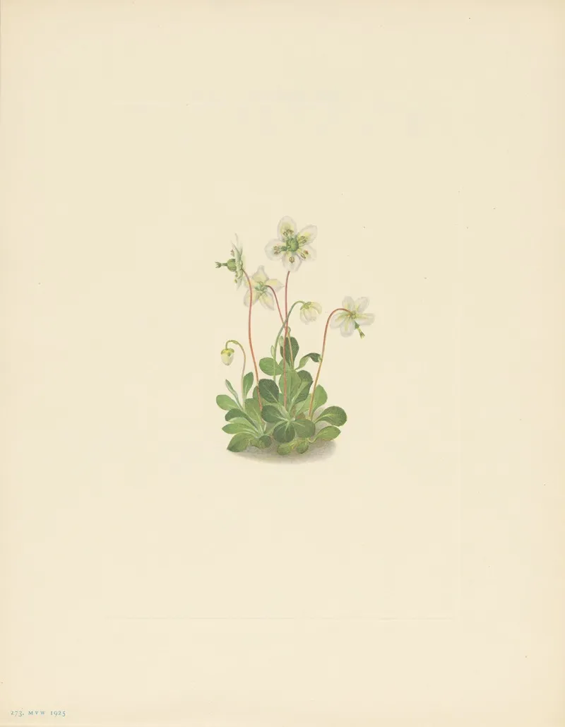 Woodnymph Moneses Uniflora 2