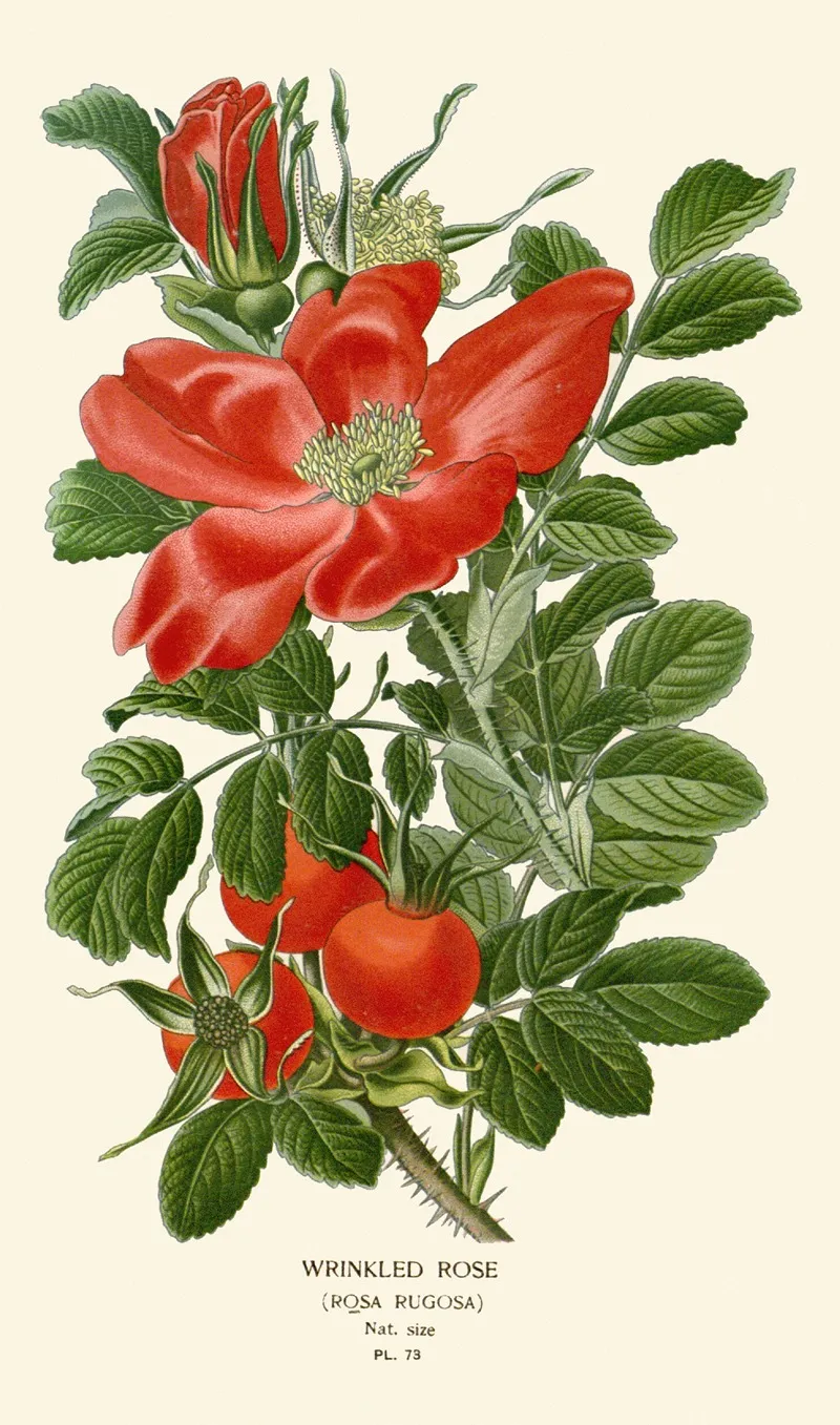 Wrinkled Rose by Edward Step - Canvas Print