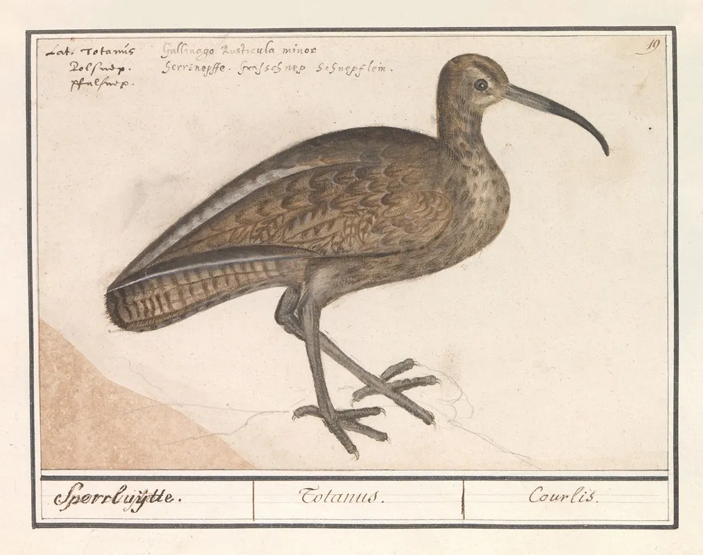 Wulp Numenius Arquata