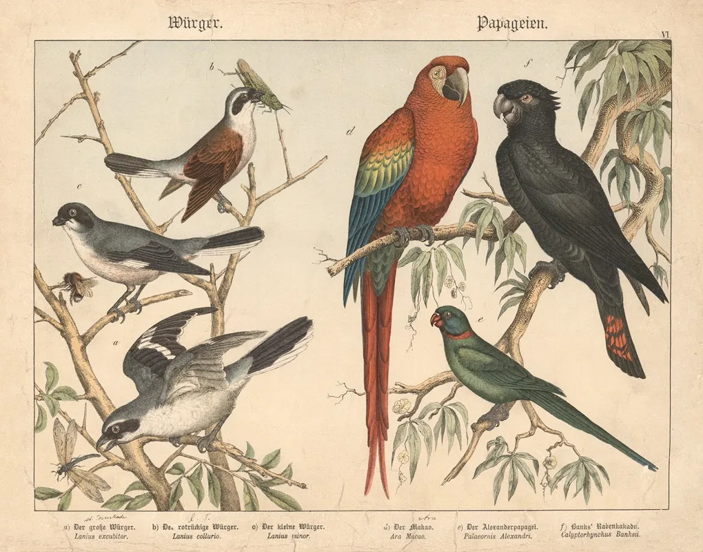 Wurger Papageien