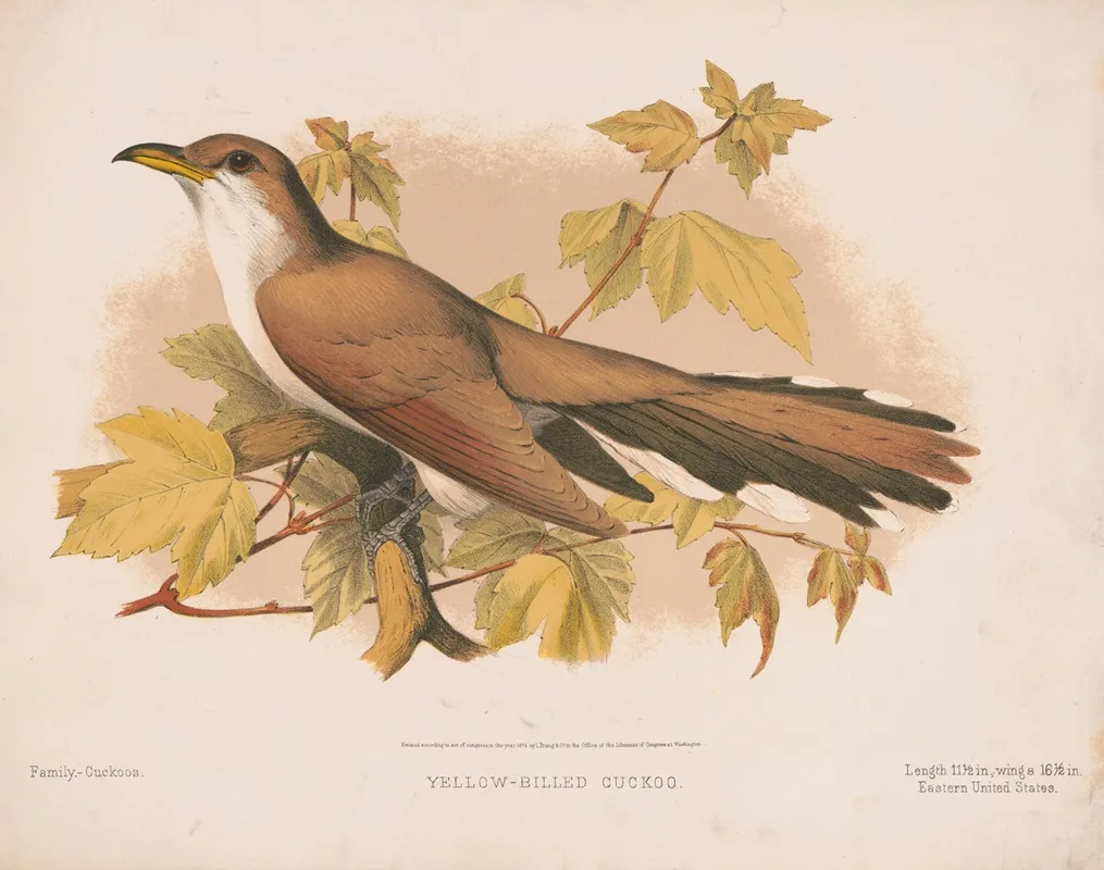 Yellow Billed Cuckoo 2