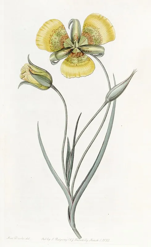 Yellow Calochortus