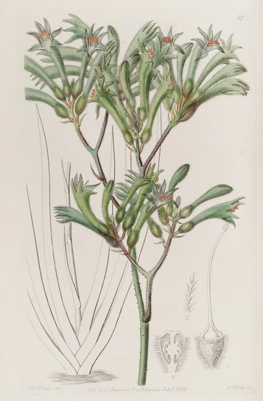 Yellow Haired Amigozanthus