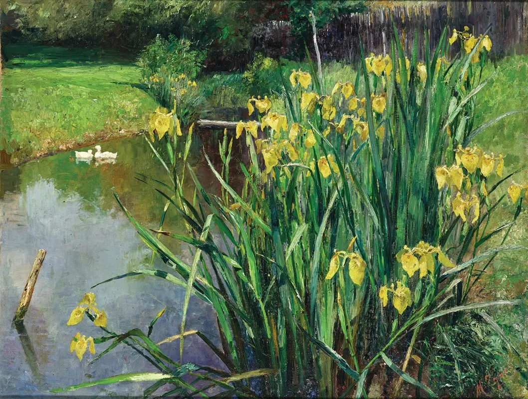 Yellow Irises By A Pond