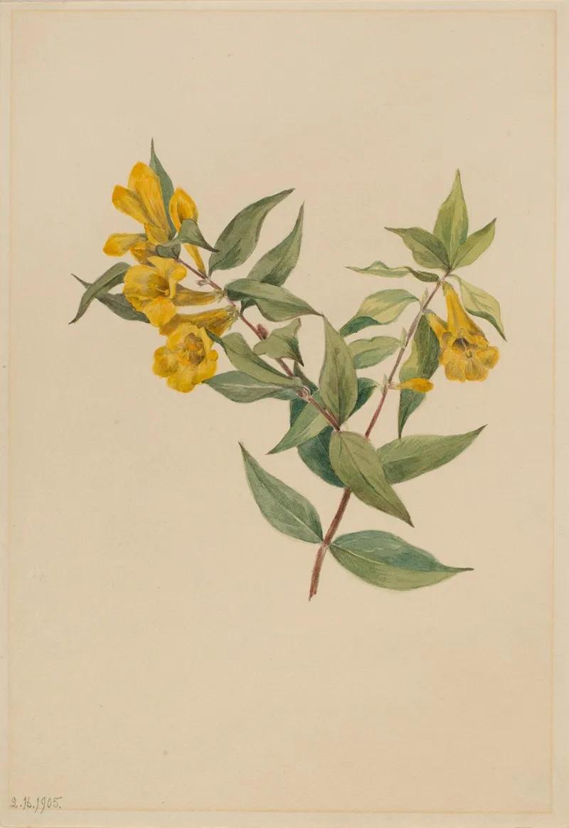 Yellow Jessamine Gelsemium Sempervirens