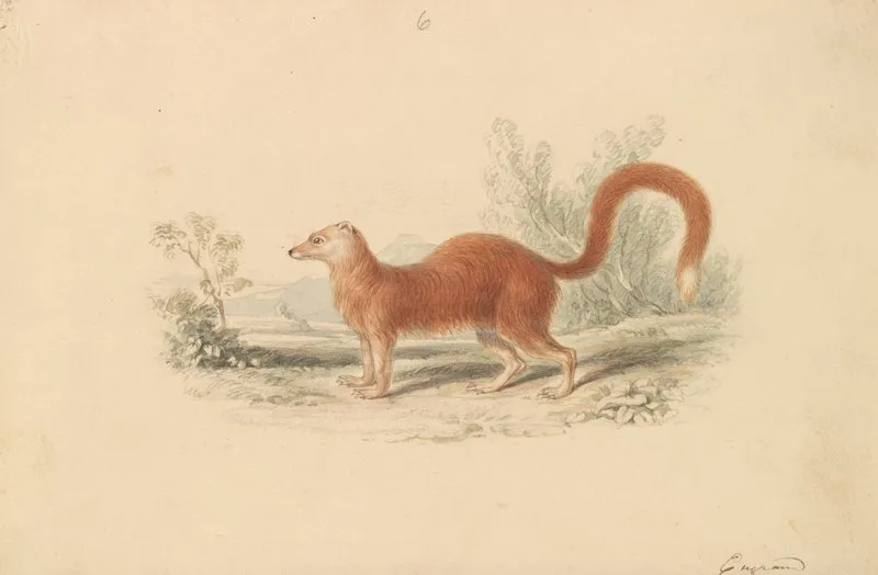Yellow Mongoose