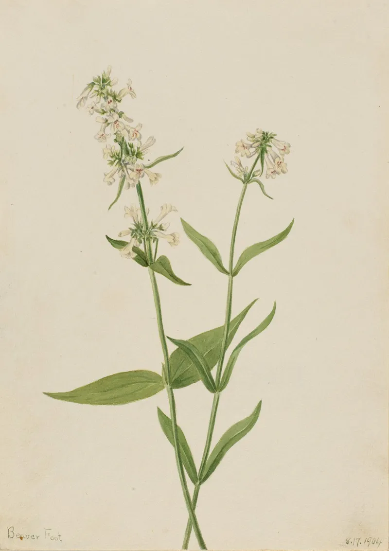 Yellow Pentstemon Pentstemon Confertus 2