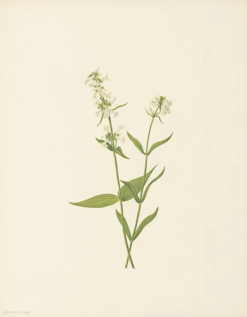 Yellow Pentstemon Pentstemon Confertus 3