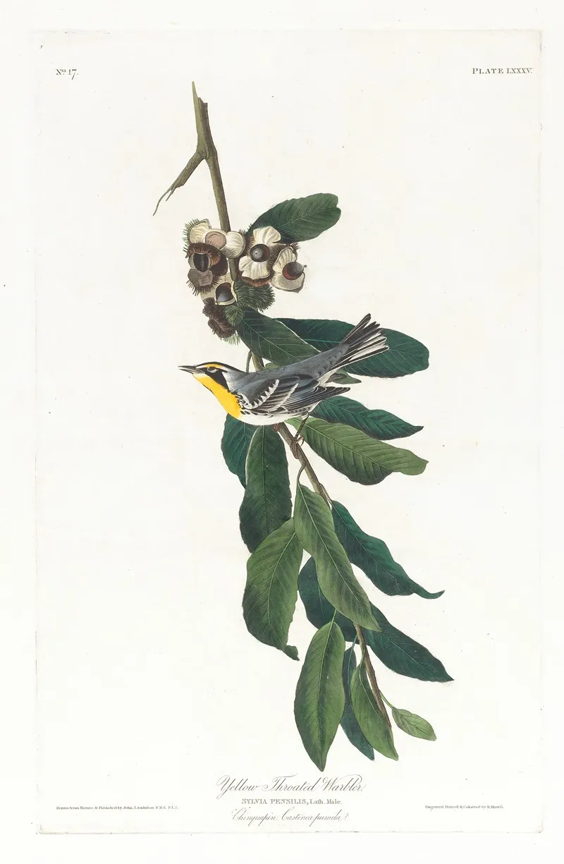 Yellow Throated Warbler