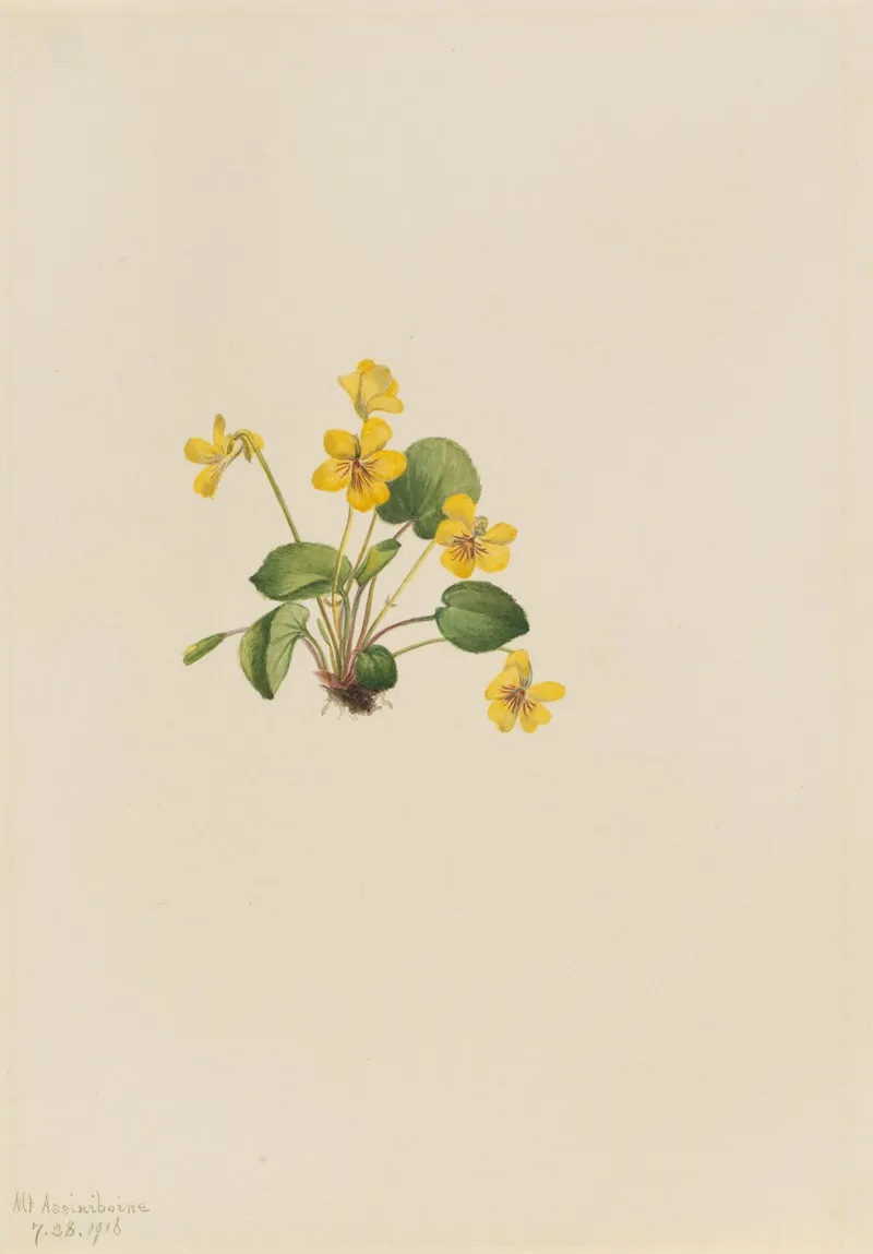 Yellow Violet Viola Orbiculata