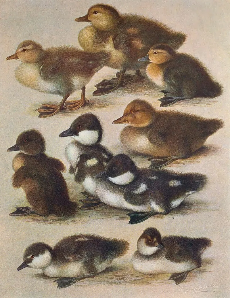 Young Of British Diving Ducks
