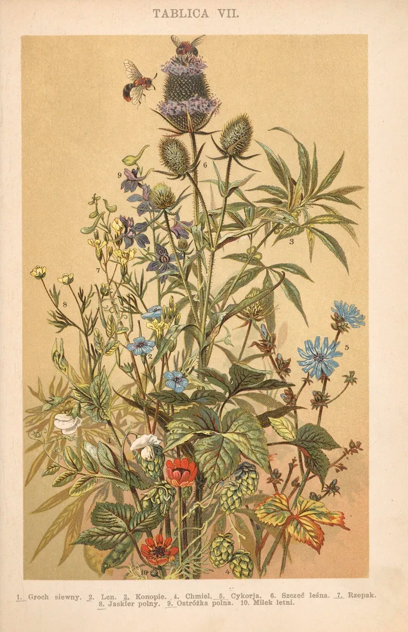 Z Naszej Przyrody Pl 07