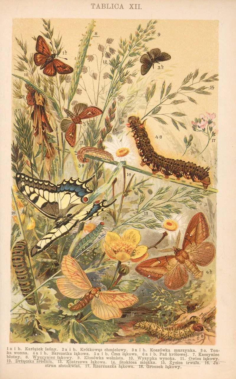 Z Naszej Przyrody Pl 12