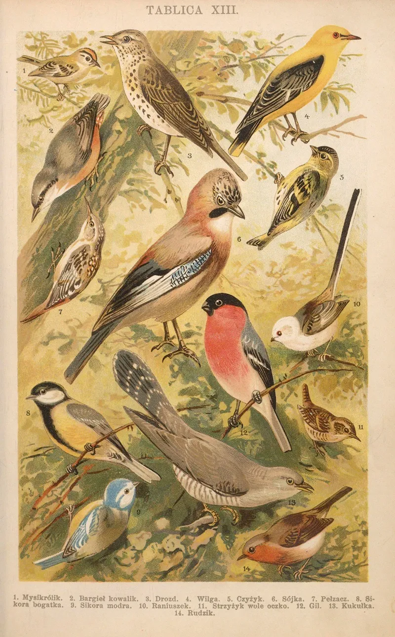 Z Naszej Przyrody Pl 13