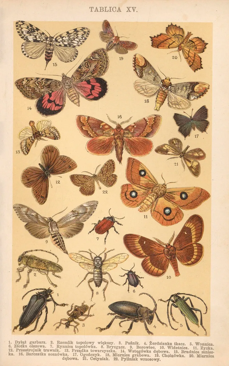 Z Naszej Przyrody Pl 15