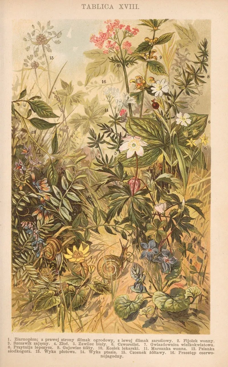 Z Naszej Przyrody Pl 18