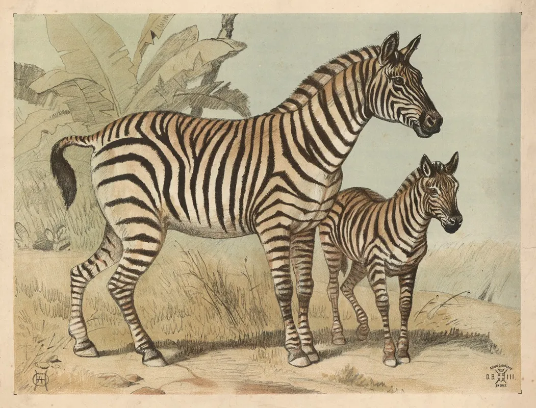 Zebra 7