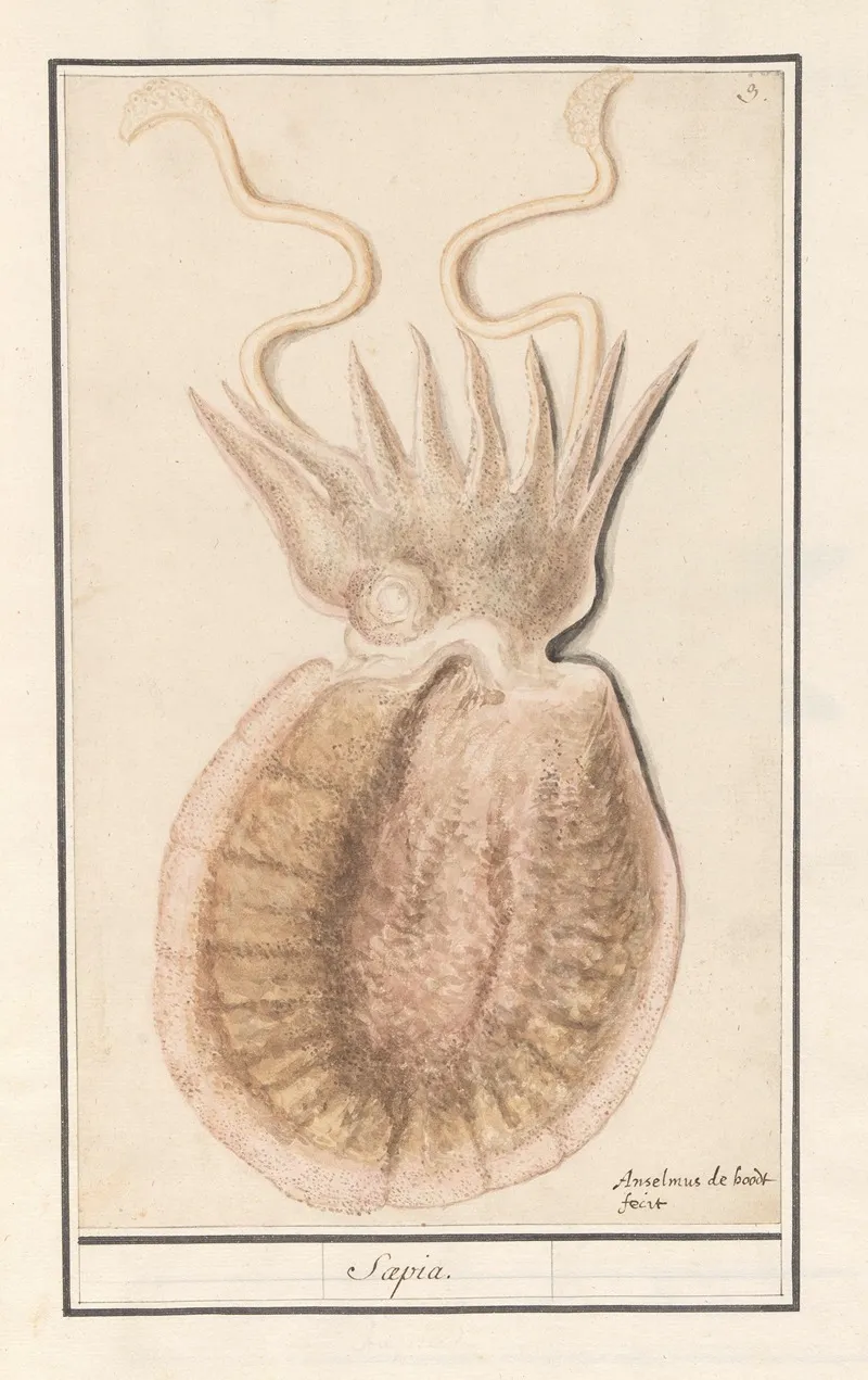 Zeekat Sepiida Saepia