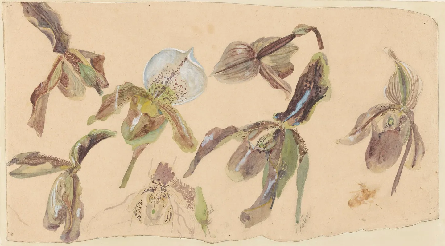 Zeven Studies Van Orchideeen 2