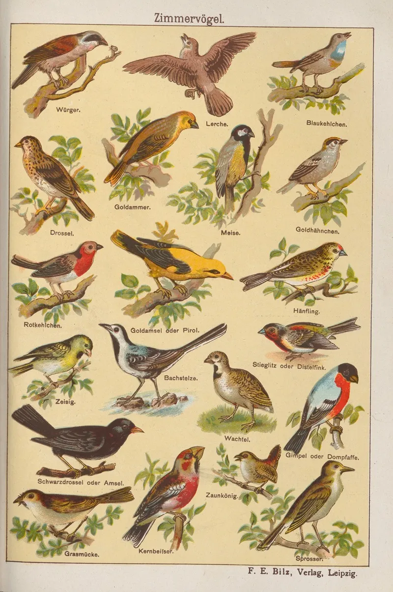 Zimmervogel by Oskar Hoffmann - Canvas Print