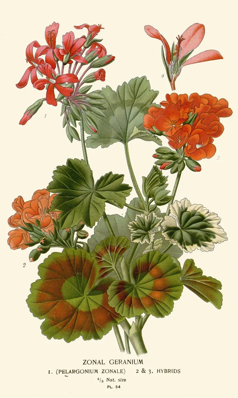 Zonal Geranium