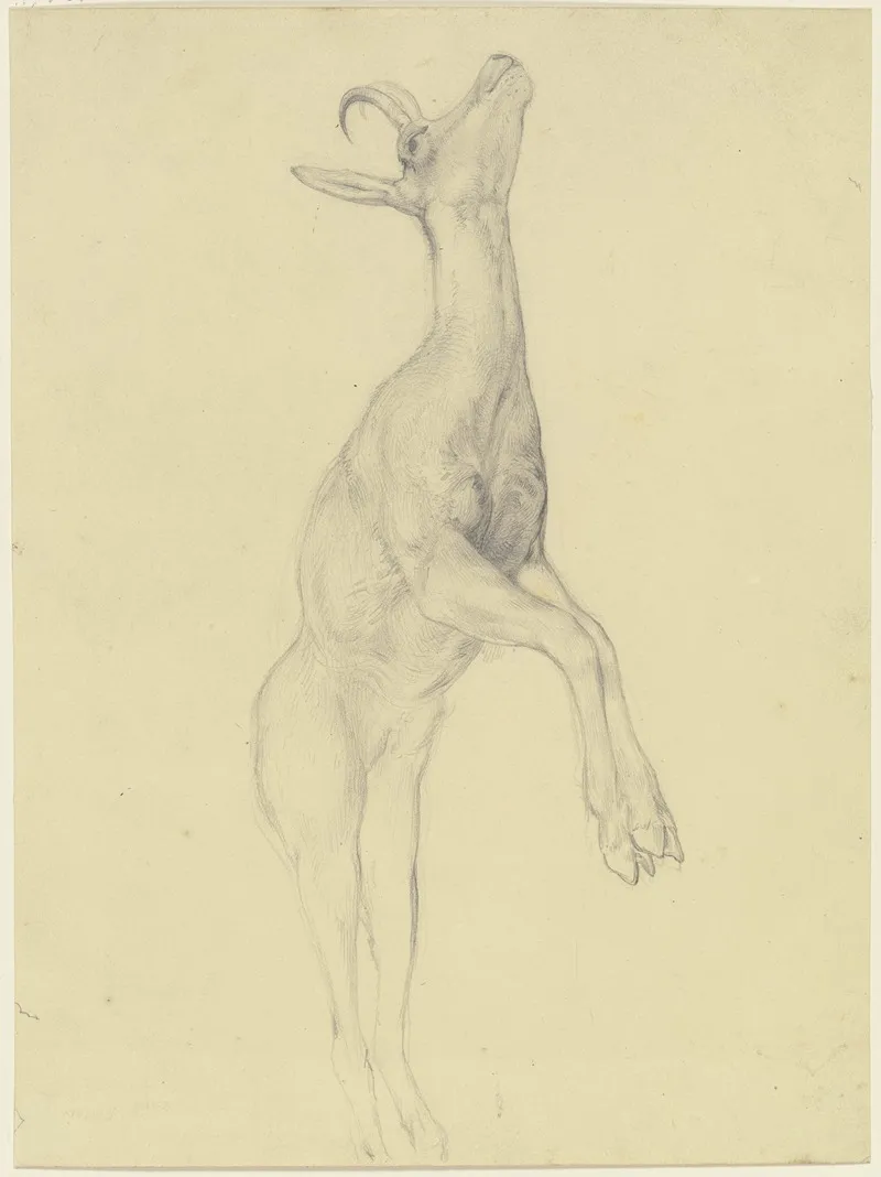 Zur Strecke Gebrachter Steinbock