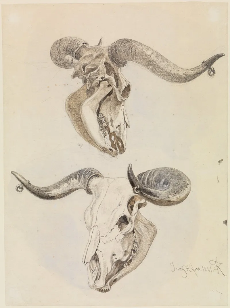 Zwei Studien Eines Stierschadels by Ferdinand Keller - Canvas Print