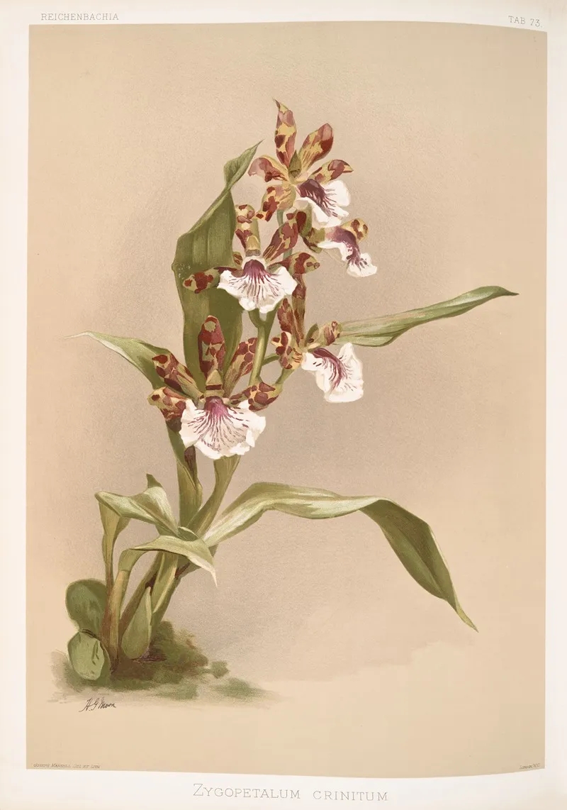 Zygopetalum Crinitum by Frederick Sander - Canvas Print